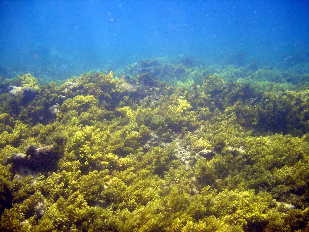 Coral reef replaced with seaweed following coral bleaching - photo © ARC Centre of Excellence Coral Reef Studies http://www.coralcoe.org.au/